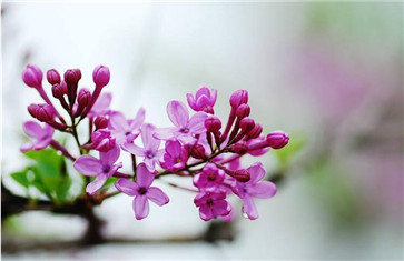 鹵料配方調(diào)料丁香的比例 鹵料配方調(diào)料丁香的比例